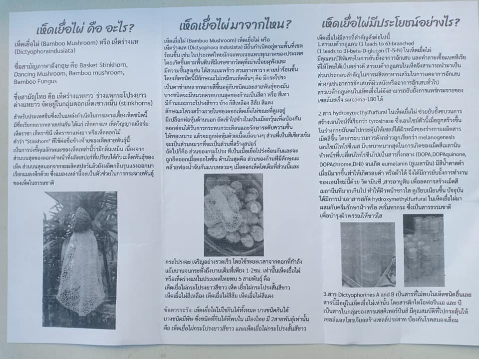 น้ำห็ดเยื่อไผ่ - Image 3