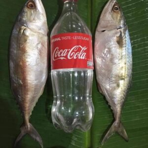 Alternative view of ปลาทูหอมเค็มทะเลสงขลา
