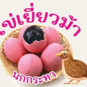 ไข่เยี่ยวม้า นกกระทา