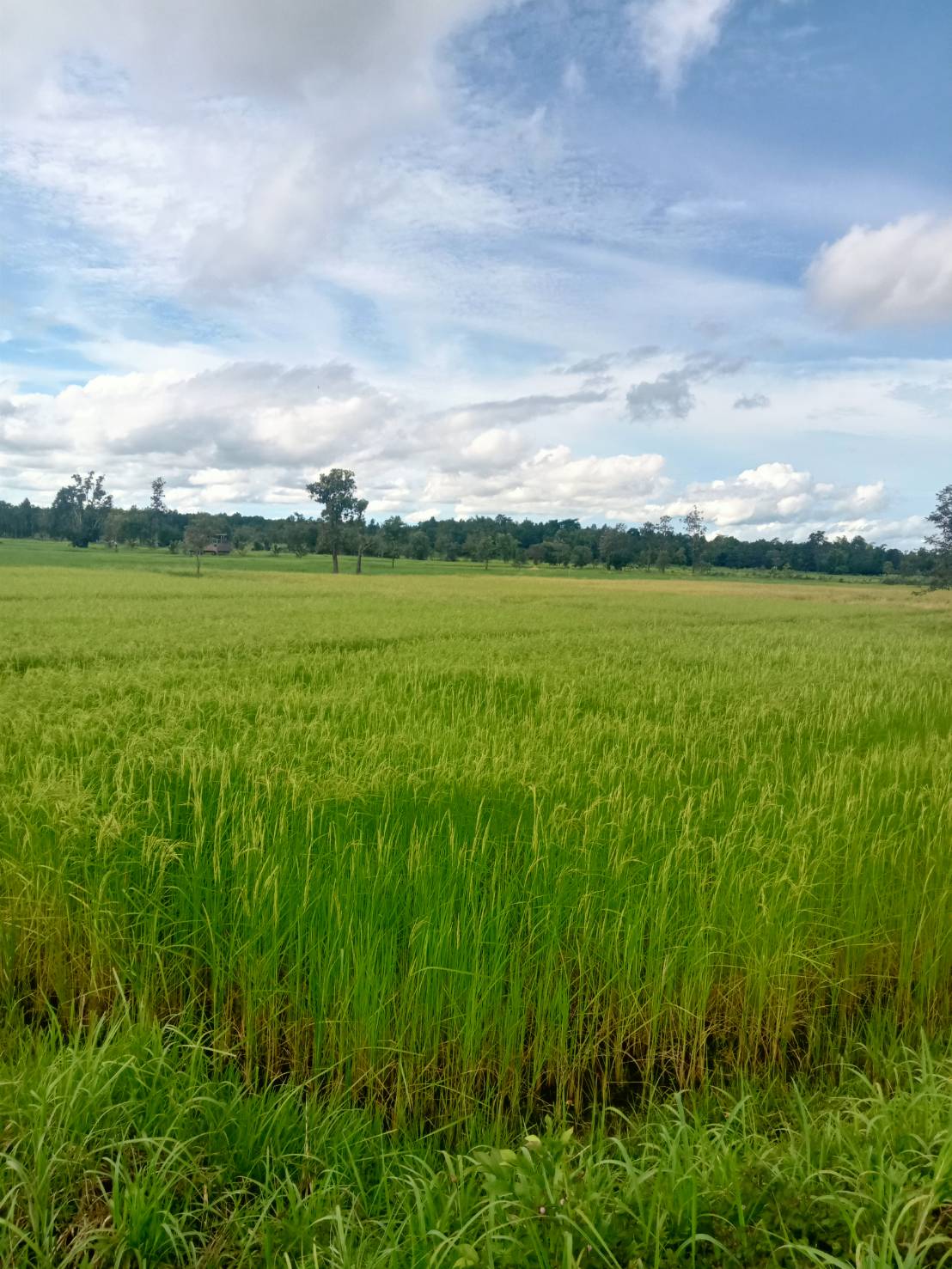 ข้าวหอมมะลิ 105 แม่สี นครพนม - Image 3