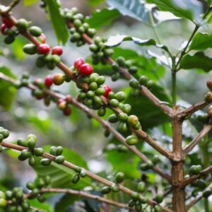 Alternative view of กาแฟเมล็ดคั่ว รัฐฉาน 500 กรัม