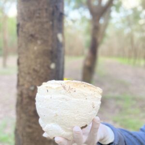 Alternative view of น้ำกรดหยอดยางพารา